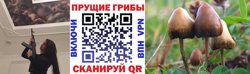 Купить где  Нефтекамск  Галлюциногенные грибы Psilocybine cubensis 